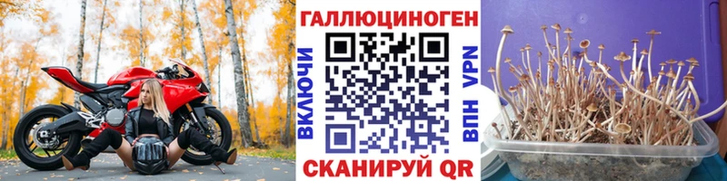 Псилоцибиновые грибы GOLDEN TEACHER  OMG сайт  Ардатов  купить  